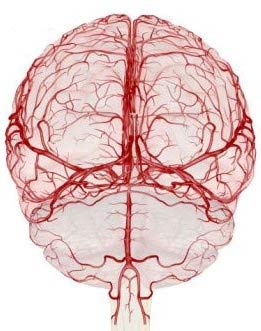 Циркуляция крови в мозгу
