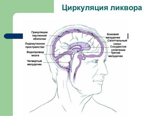 циркуляция ликвора