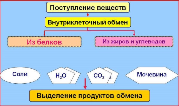 Для здоровья позвоночника важно наладить обмен веществ