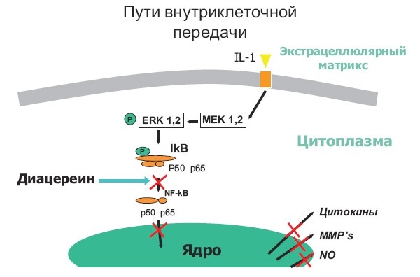 Диацереин останавливает выработку интерлейкина