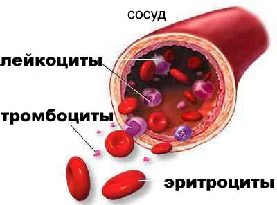 движение крови в сосуде