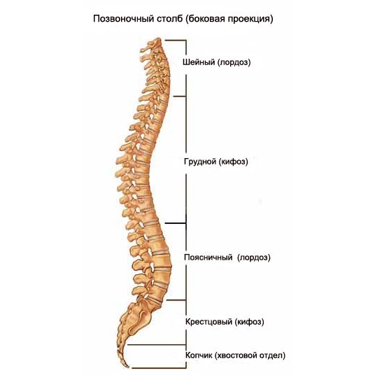 Позвоночник имеет 4 естественных изгиба