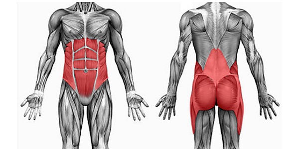 Основную нагрузку выпрямления позвоночника принимает мышечный корсет