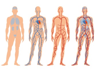 Обратите внимание, со стороны каких органов могут проявится побочные реакции после приема Спазмалина