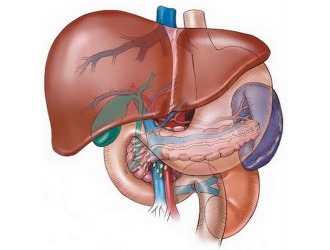 Так как печень и почки участвуют в выведении Артрокама, то его запрещено принимать при нарушениях работы этих органов