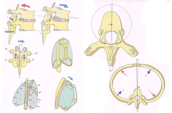 Деформация грудного отдела может привести к нарушению в работе внутренних органов