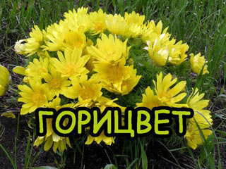 горицвет