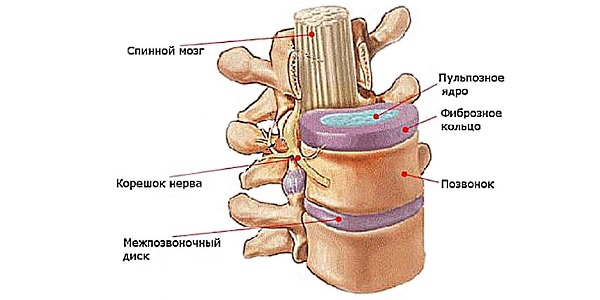 Используют Дону для восстановления хрящевой ткани, в том числе и межпозвонковых дисков