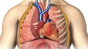 грудная клетка