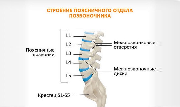 Поясничный отдел позвоночника наиболее уязвимый