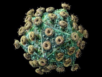 В вакцинах используют ослабленные или мертвые клетки вируса