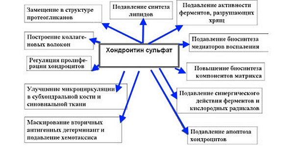 Обратите внимание на положительные действия хондротина, которые он оказывает на хрящевую ткань