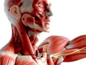 Толперизон-OBL помогает устранить мышечный спазм спустя 15 минут после приема