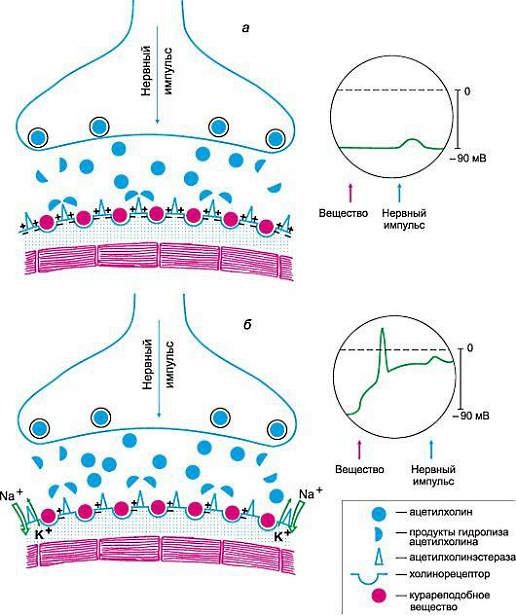Механизм действия миорелаксантов