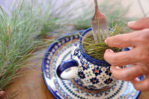 хвойный отвар