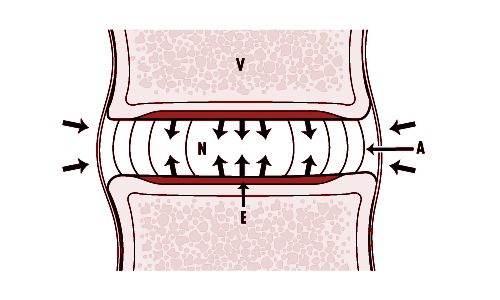 Массаж способствует улучшению питания тканей, в частности межпозвонковых дисков