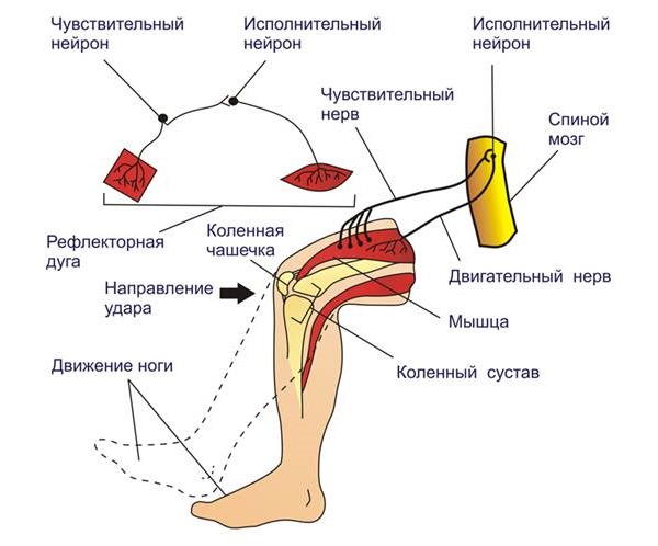 Миорелаксант затормаживает рефлекторные дуги