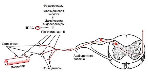 Подавление синтеза простагландинов может негативно сказаться на развитии ребенка