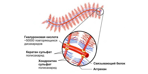 Хондроитин сульфат - вещество, которое входит в состав хрящевого матрикса