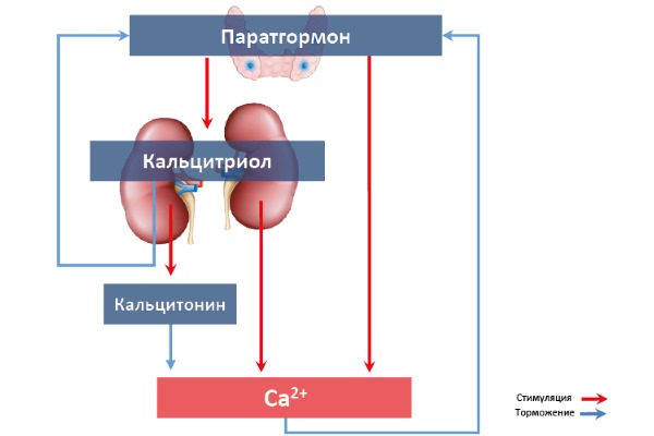 Кальцитонин снижает канальцевую реабсорбцию фосфора, Na+ и Ca2+