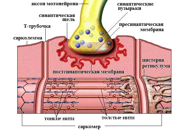 Благодаря Дитилину достигается расслабление скелетных мышц