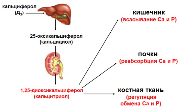 Хондроксид влияет на фосфорно-кальциевый обмен