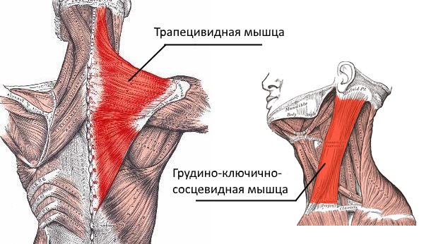 У взрослых часто кривошея развивается из-за недоразвитости или напряжения двух шейных мышц