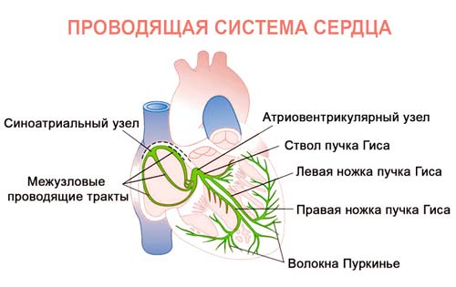 импульсы сердца