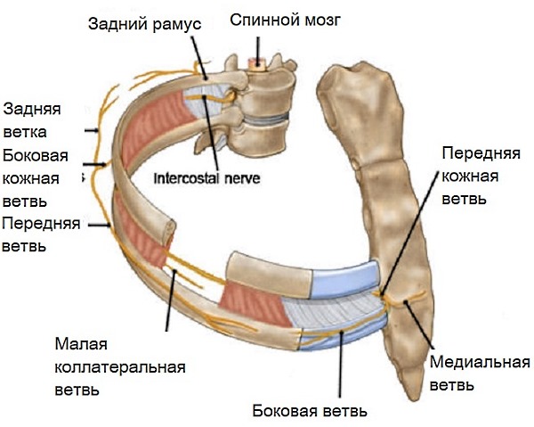 Если невралгическое состояние возникло из-за спазма мышц, то ЛФК дополняют массажем