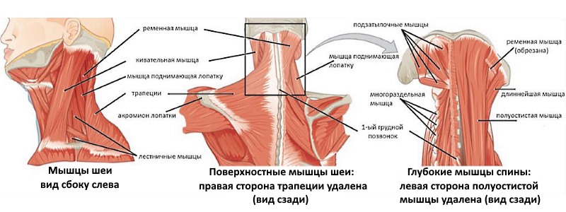 Чаще всего боли в шее и затылке возникают по причине мышечных расстройств. Обратите внимание на то, болезни каких мышц могут характеризоваться такими симптомами