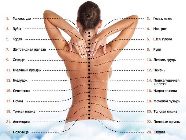 Медовый массаж улучшает циркуляцию крови спины и позвоночника, соответственно улучшается состояние всех внутренних органов и систем