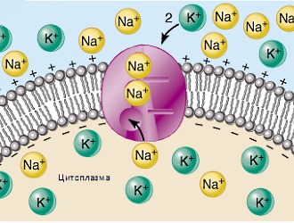 Теноксикам способен задерживать в организме воду, калий и натрий