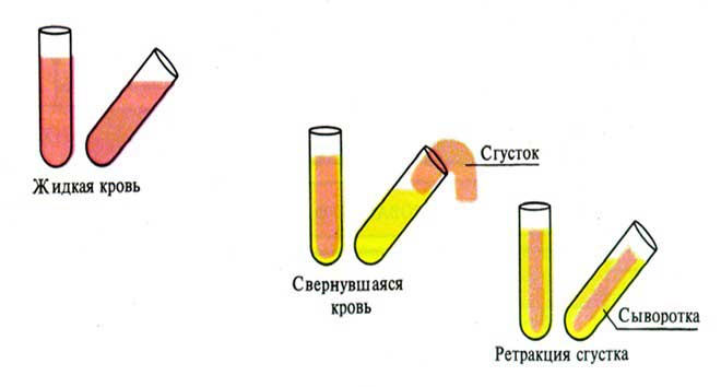 как получают сыворотку