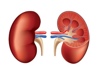 Заболевания почек могут быть поводом отказа от применения Хондроглюксида