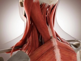 ЛФК помогает укрепить мышцы шеи, таким образом снизив нагрузку на позвоночник