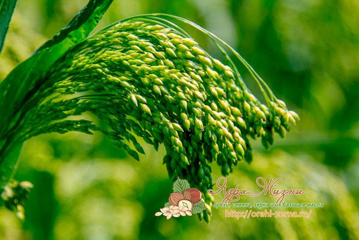 Как выглядит растение пшено