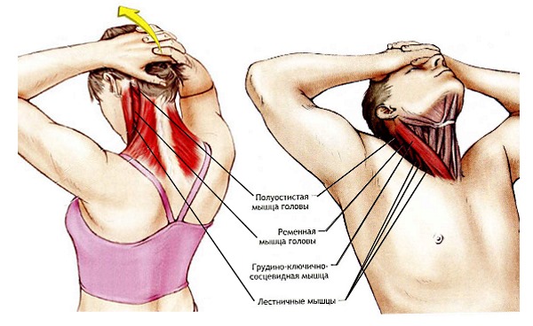 Перед основным комплексом упражнений необходимо выполнить разминку для шеи