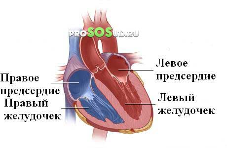 камеры сердца