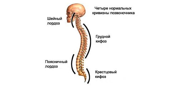 Позвоночник имеет 4 естественных изгиба