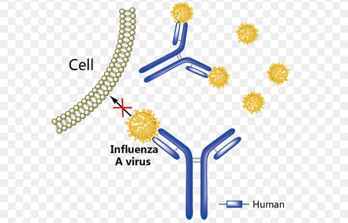 Активное вещество Хумиры модулирует ответные реакции фактора некроза опухоли