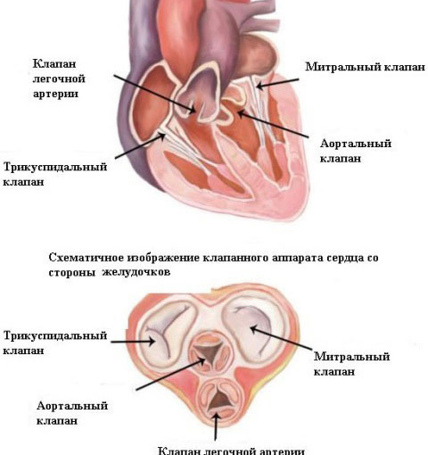 сердечные клапаны