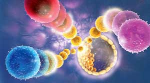 клетки крови