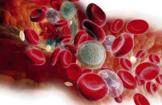 клетки крови