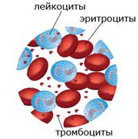 клетки крови