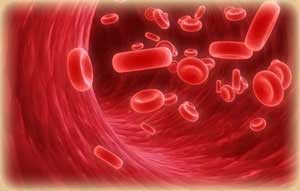 клетки крови