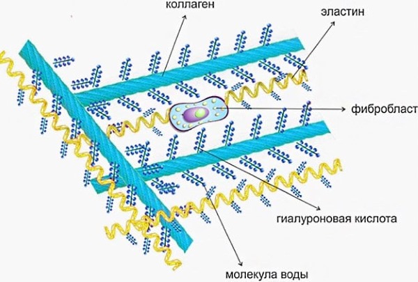 Пиаскледин активирует образование коллагена в суставах