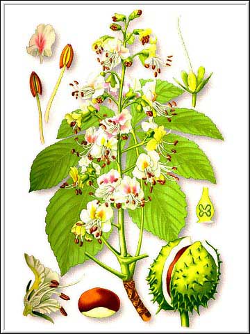 конский каштан