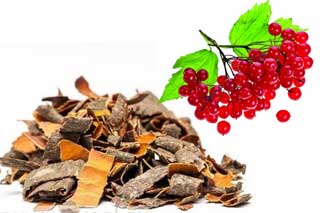 кора калины