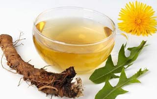 корень одуванчика