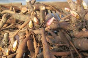 корень пиона